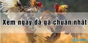 Cách xem ngày đá gà hiệu quả, đặt cược thông minh