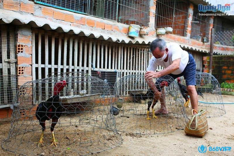 Trải nghiệm thú vị và an toàn với giá gà đá bao nhiêu nhé!